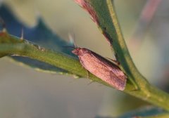 Heibladvikler (Aphelia viburniana)