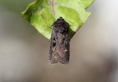 Svart jordfly (Euxoa nigricans)