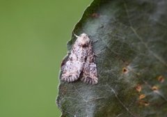 Spinkelt engfly (Mesoligia furuncula)