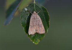 Brunt båndfly (Noctua interjecta)