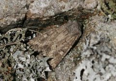 Blekt stengelfly (Luperina testacea)