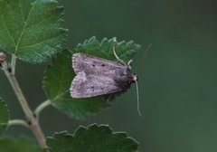 Grått pyramidefly (Amphipyra tragopoginis)