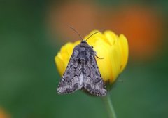 Blekt stengelfly (Luperina testacea)