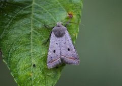 Brungrått høstfly (Agrochola lota)