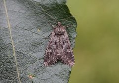 Kålfly (Mamestra brassicae)