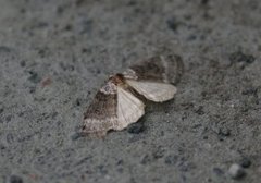 Bjørkehalvspinner (Tetheella fluctuosa)