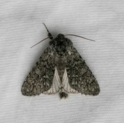 Blågrått kveldfly (Acronicta euphorbiae)