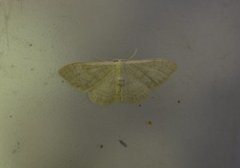 Bueengmåler (Idaea straminata)