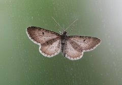 Einerdvergmåler (Eupithecia intricata)