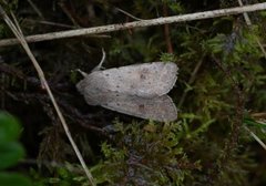 Lite seljefly (Orthosia cruda)