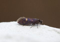 Eriocrania semipurpurella