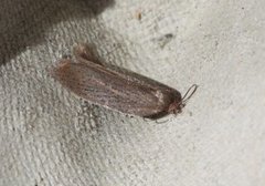 Punktflatvikler (Acleris lipsiana)