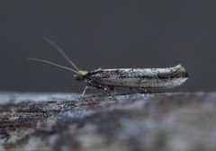 Ypsolopha ustella