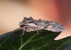 Gaffelkappefly (Lithophane furcifera)