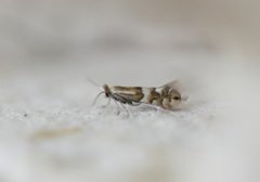 Phyllonorycter hilarella