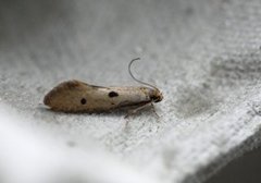 Punktreirmøll (Tinea trinotella)