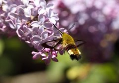 Bredkantet humlesvermer (Hemaris fuciformis)
