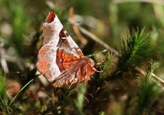 Praktmånemåler (Selenia tetralunaria)