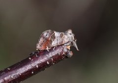 Dvergstjertspinner (Clostera pigra)