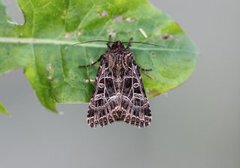 Nettnellikfly (Sideridis reticulata)