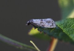 Blåmunkepraktvikler (Brevicornutia pallidana)