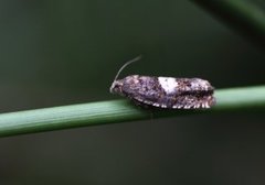 Hestehovstengelvikler (Epiblema sticticana)