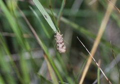 Smalengmott (Nomophila noctuella)