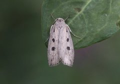 Smalvingefly (Chilodes maritima)