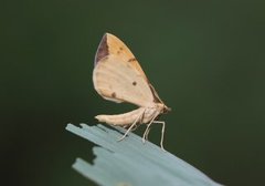 Sløyfemåler (Eulithis pyraliata)