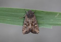 Brunt sumpfly (Helotropha leucostigma)