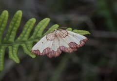 Ospebrannmåler (Epione vespertaria)