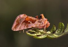 Rødbrunt metallfly (Autographa jota)