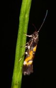 Mompha locupletella