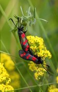 Seksflekket bloddråpesvermer (Zygaena filipendulae)