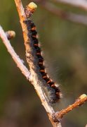 Eikespinner (Lasiocampa quercus)