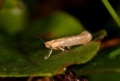 Argyresthia bergiella