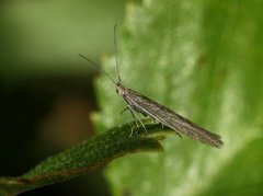 Coleophora obscenella