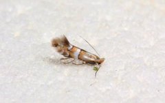 Phyllonorycter hilarella