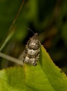 Blåbærhakevikler (Rhopobota myrtillana)