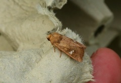 Variabelt stengelfly (Amphipoea fucosa)