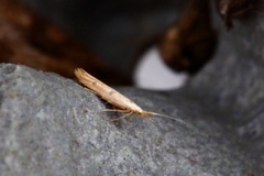 Coleophora squalorella