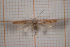 Coleophora squalorella