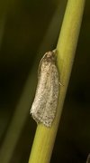 Rustbladvikler (Clepsis senecionana)