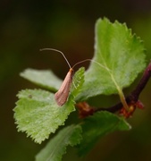 Nematopogon schwarziellus