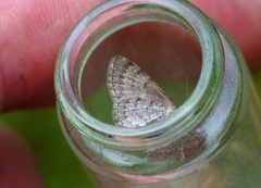 Einerdvergmåler (Eupithecia intricata)