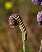 Rødt hagefly (Ceramica pisi)