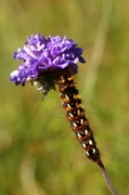 Syrekveldfly (Acronicta rumicis)