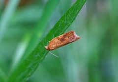 Eikeflatvikler (Acleris ferrugana)