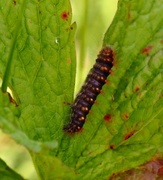 Broket kveldfly (Acronicta auricoma)