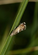 Glyphipterix forsterella